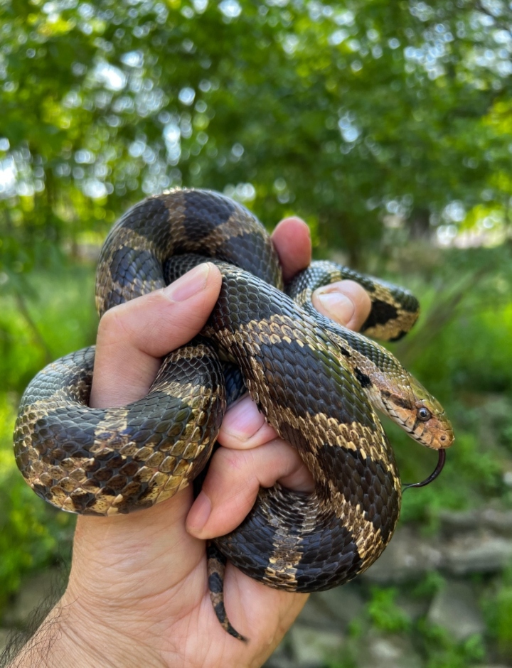 Eastern Fox Snake